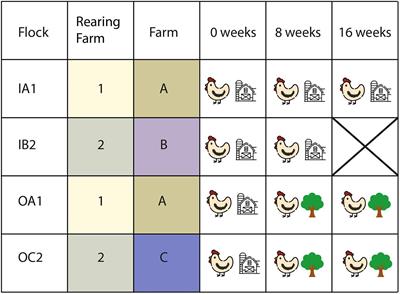 Temporal Dynamics of Cloacal Microbiota in Adult Laying Chickens With and Without Access to an Outdoor Range